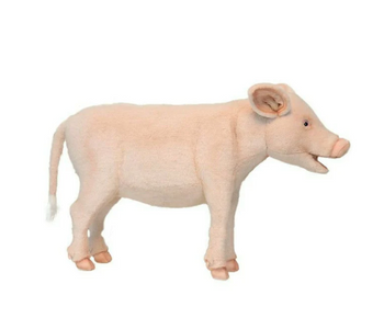 Pig